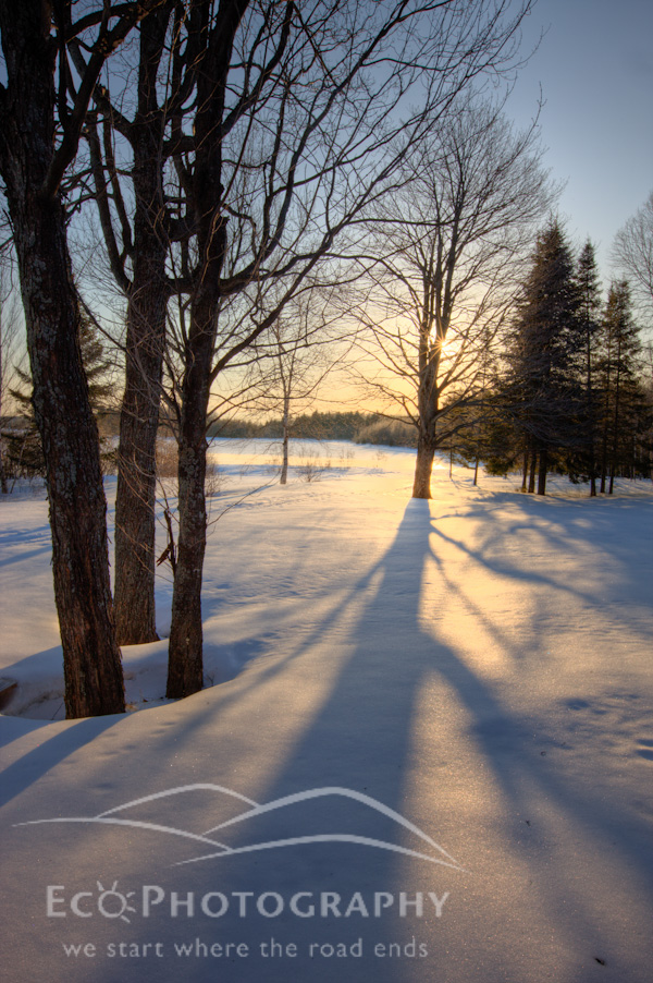 Trees, snow, and shadows at Medawisla Wilderness Camps near Greenville, Maine. Winter.
