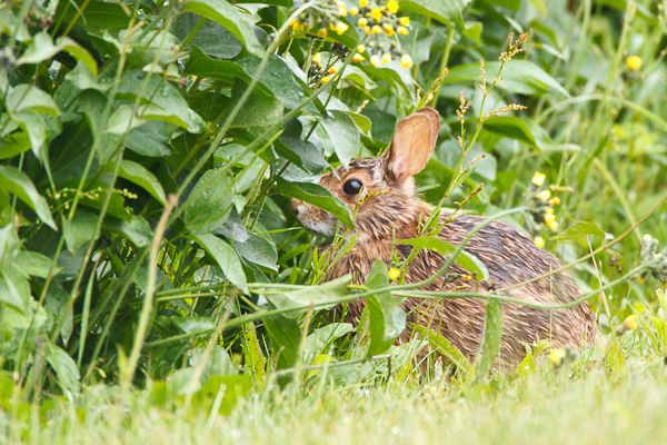 A New England cottontail rabbit at Two Lights State Park in Cape Elizabeth, Maine.