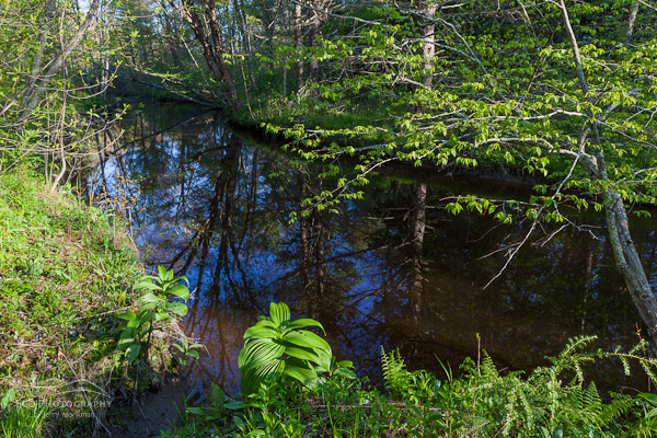 The Oyster River as it flows through a forest in Durham, New Hampshire.
