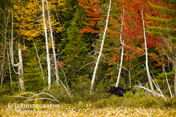 A young bull moose in a marsh on the shoreline of Seboeis Lake near Millinocket, Maine