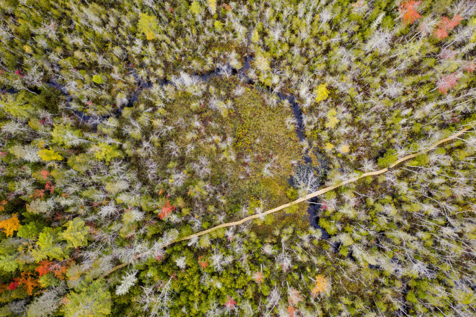 Cedar swamp, Norway, Maine.