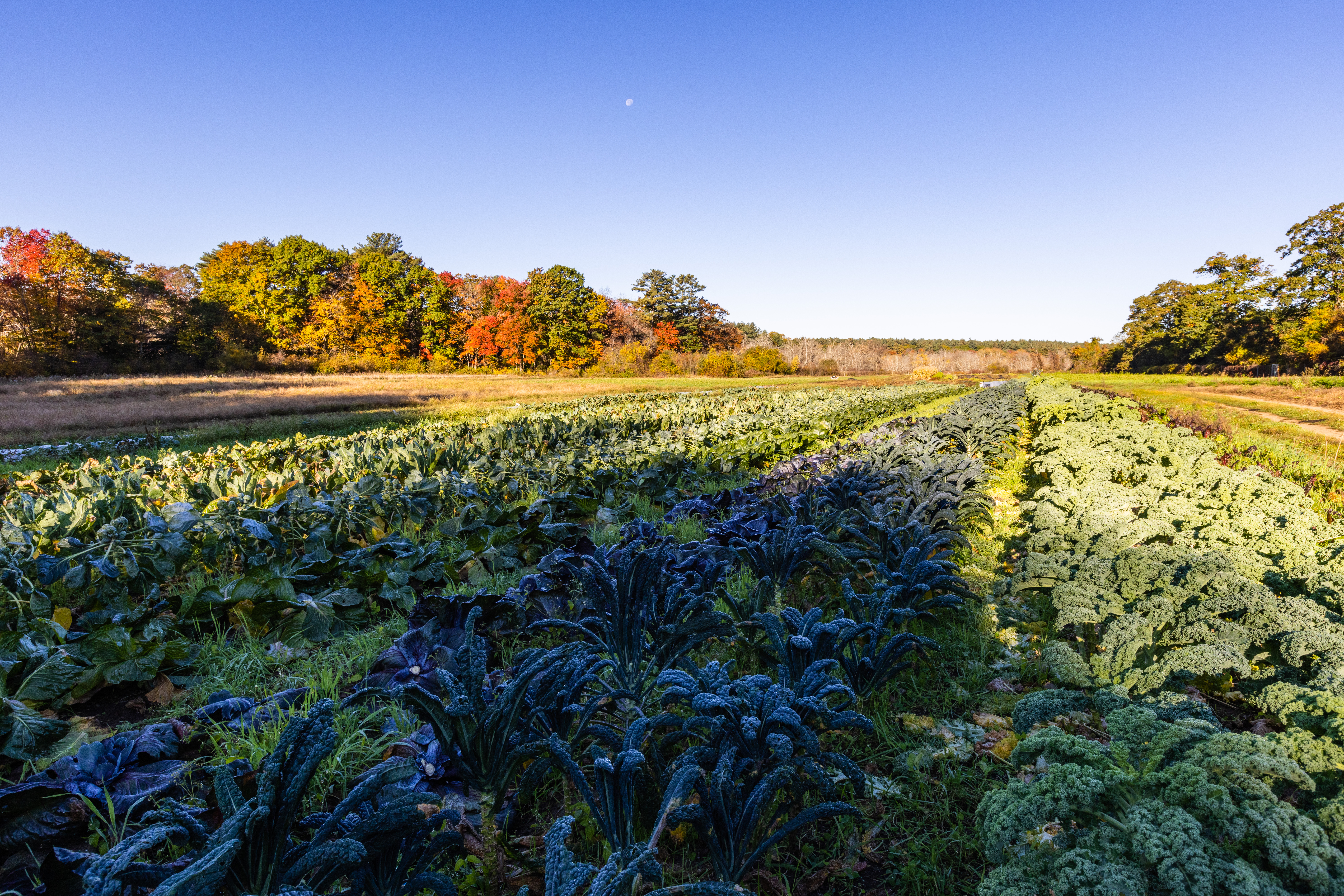 Kale and cabbage growing on Iron Ox Farm in Hamilton and Topsfield, Massachusetts.