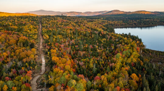 Freshly cut trees in the new CMP Corridor in Maine's Northern Forest. Near Rock Pond and looking east towards Coburn Mountain. Appleton Township.